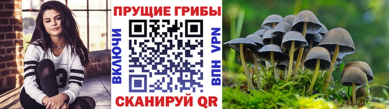 купить наркотик  Светлогорск  Галлюциногенные грибы GOLDEN TEACHER 
